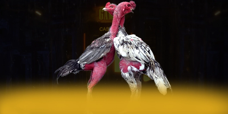 DAGA88 - Cổng game bài được game thủ tin tưởng tại Việt Nam DAGA88 - Cổng game bài được game thủ tin tưởng tại Việt Nam