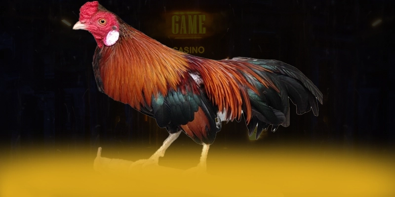 CONGA6789 - Nhà cái mang đến trải nghiệm giải trí đỉnh cao được đánh giá cao – Tìm hiểu thêm về các sản phẩm của CONGA6789