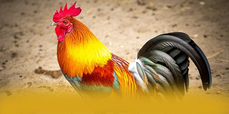 GEM88 – Thương hiệu được yêu thích nhất, được cộng đồng game thủ tin tưởng. GEM88 – Thương hiệu được yêu thích nhất, được cộng đồng game thủ tin tưởng.