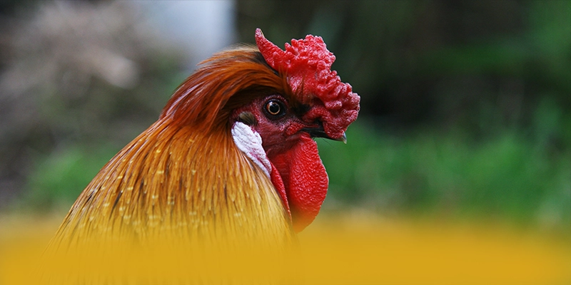 FAFA191 - Tổng quan đánh giá với đầy đủ ưu điểm nổi bật. FAFA191 - Tổng quan đánh giá với đầy đủ ưu điểm nổi bật.