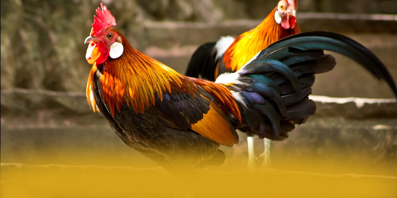 Khám phá hành trình của FAFA191 - Sảnh game hàng đầu Việt Nam cho người chơi
Khám phá hành trình của FAFA191 - Sảnh game hàng đầu Việt Nam cho người chơi