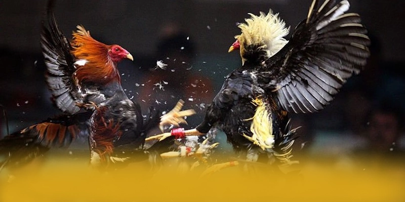 KUWIN - Cổng game được cộng đồng tin tưởng được cộng đồng game thủ công nhận – Tìm hiểu thêm về KUWIN KUWIN - Cổng game được cộng đồng tin tưởng được cộng đồng game thủ công nhận – Tìm hiểu thêm về KUWIN