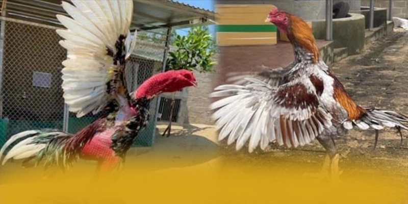 GO8 - Thương hiệu uy tín được đánh giá cao – Khám phá GO8 GO8 - Thương hiệu uy tín được đánh giá cao – Khám phá GO8