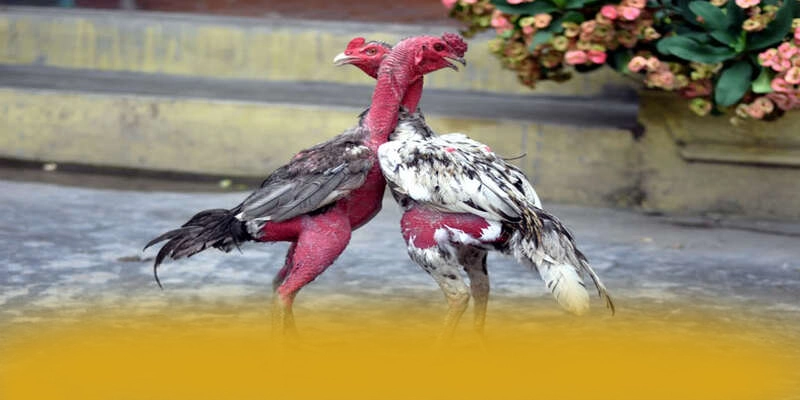 BL555 - Nhà cái sở hữu kho game phong phú đang làm mưa làm gió trên thị trường – Điểm qua BL555