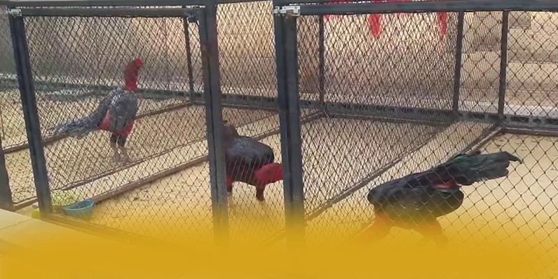 RR99 - Cổng giải trí với phần thưởng siêu lớn được giới cược thủ đánh giá cao – Trải nghiệm RR99