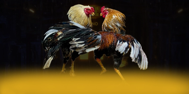 ZBET - Hỗ trợ người chơi chuyên nghiệp luôn sẵn sàng