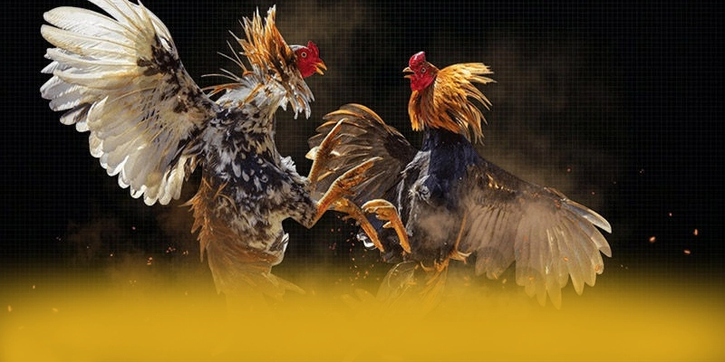 [THUONG_HIEU] - Lời kết một cách chi tiết.